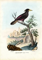 Kacyk, 1863-79